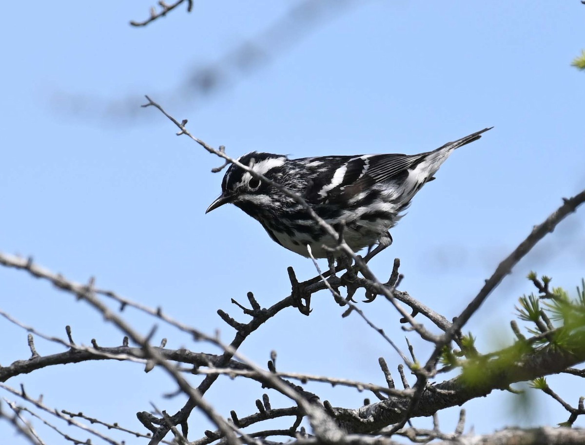 Black-and-white Warbler - ML621009230