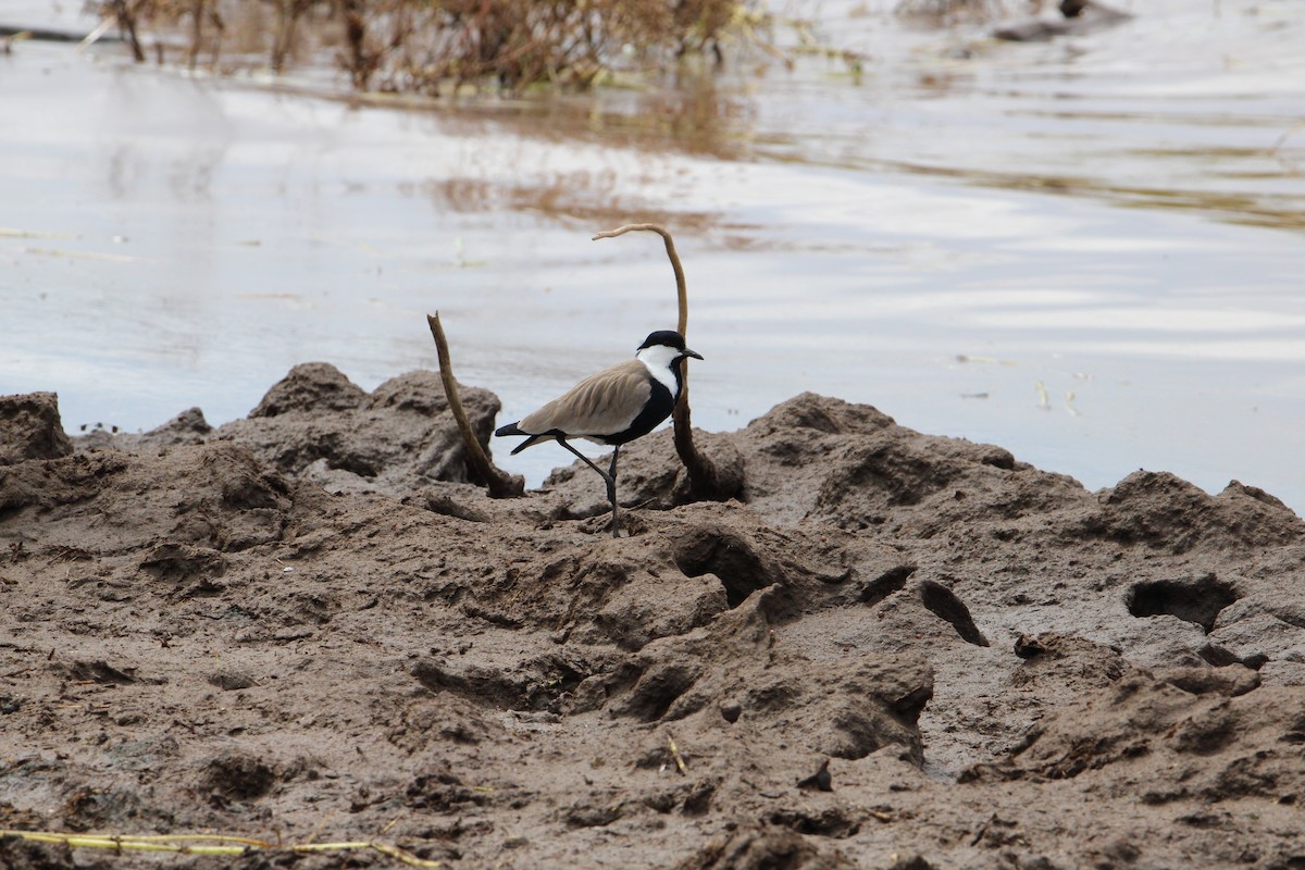 Spur-winged Lapwing - ML621009234