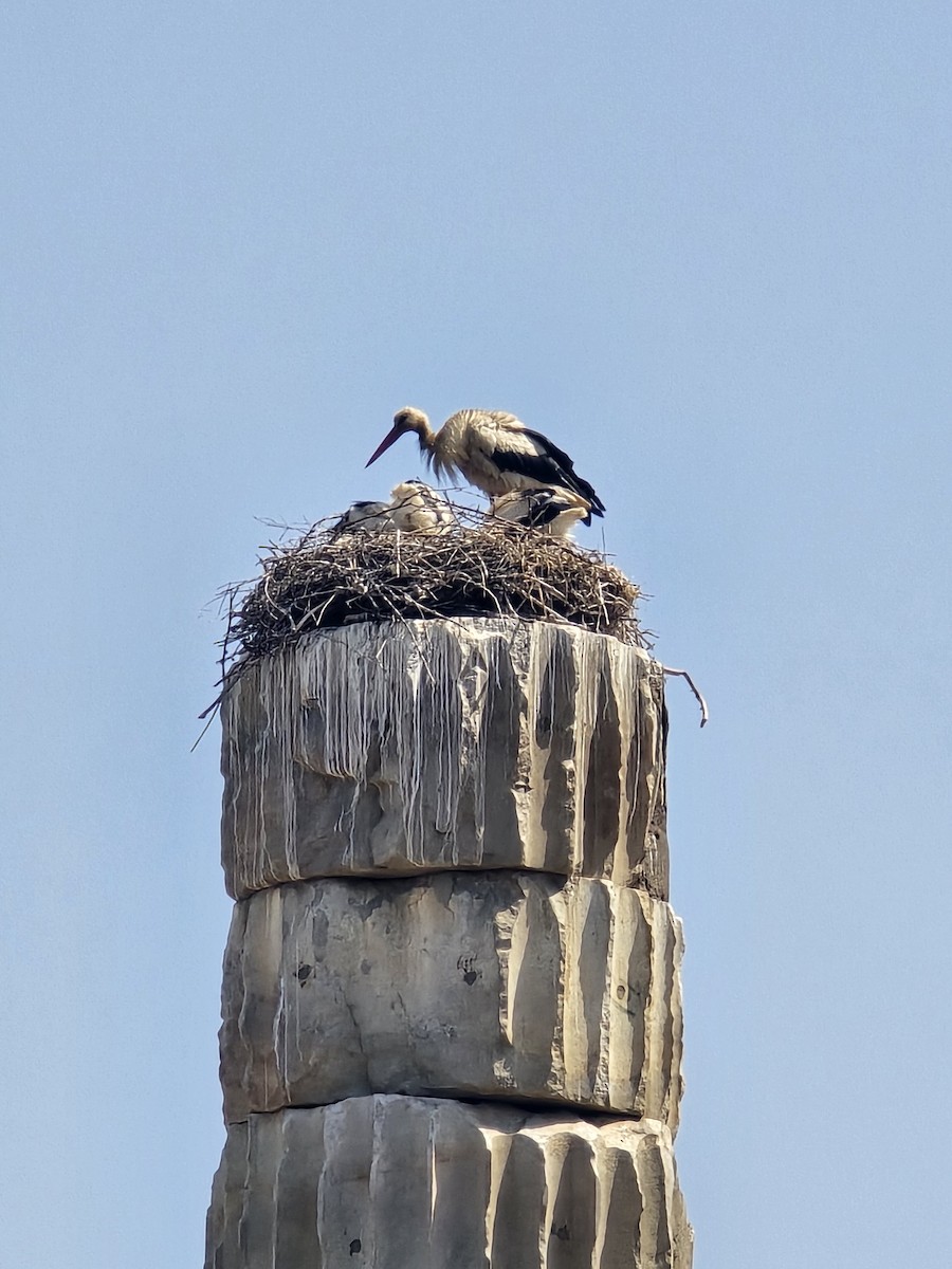 White Stork - ML621009243