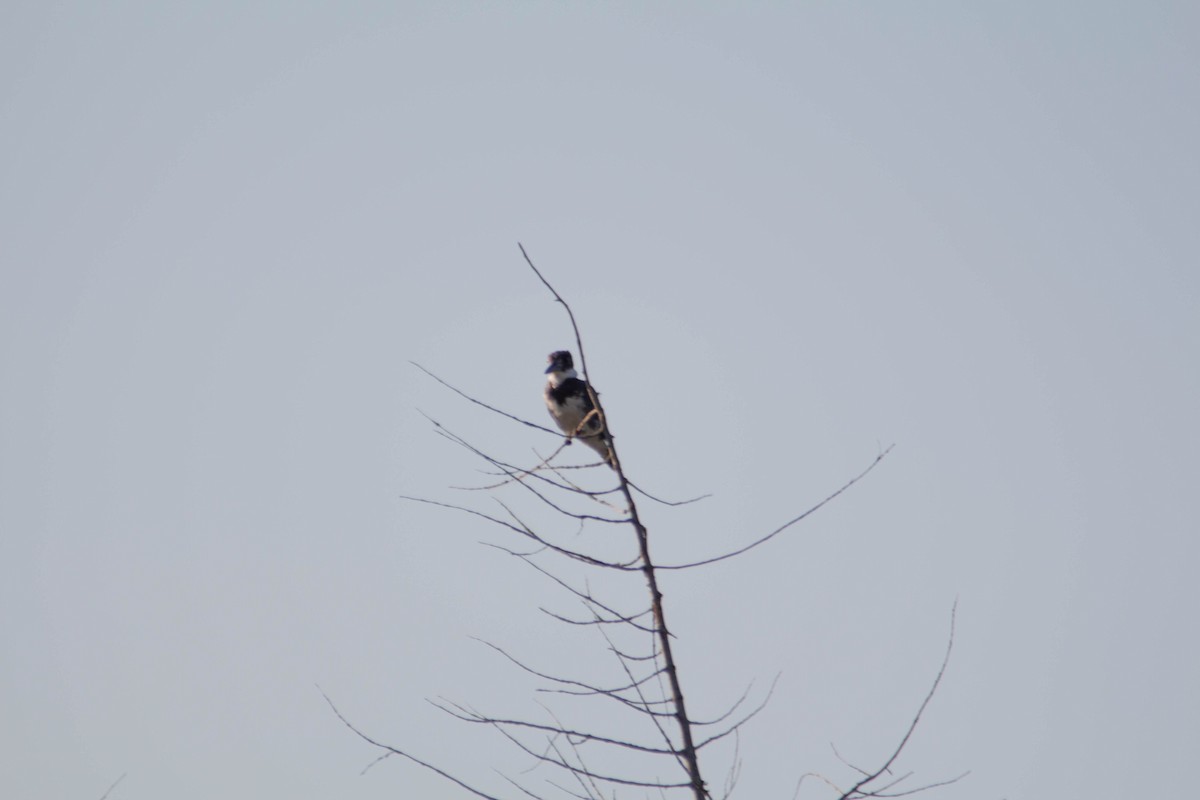 Belted Kingfisher - ML621009315