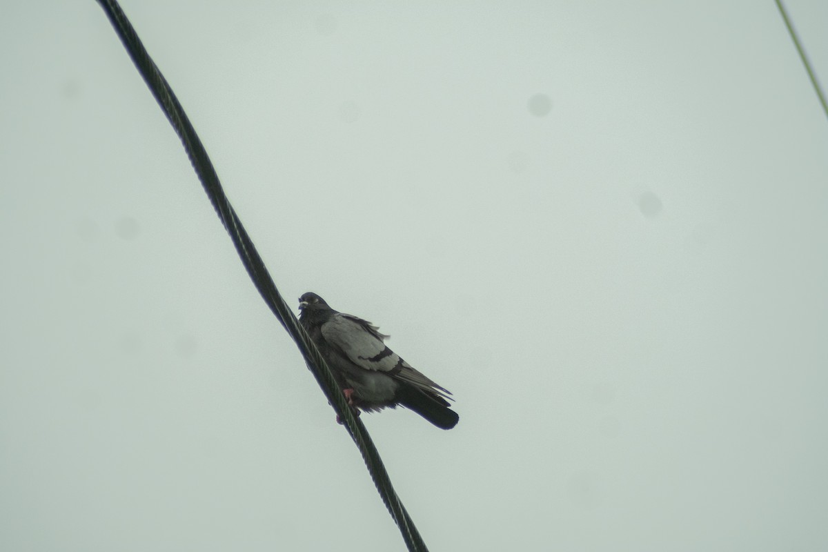 holub skalní (domácí) - ML621009323
