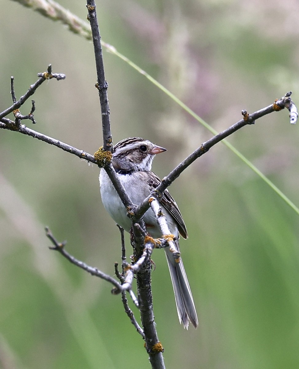 Clay-colored Sparrow - ML621009363