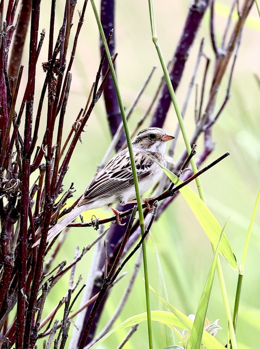 Clay-colored Sparrow - ML621009364
