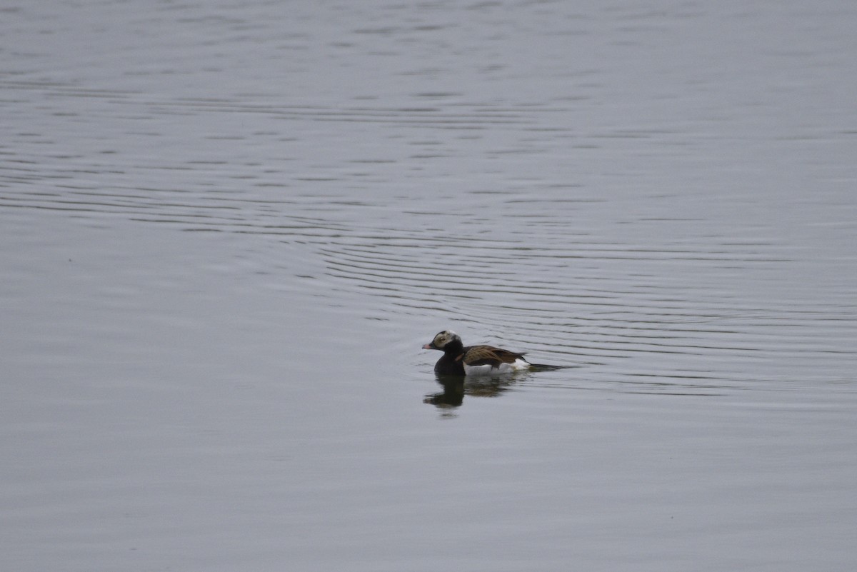 Long-tailed Duck - ML621009376