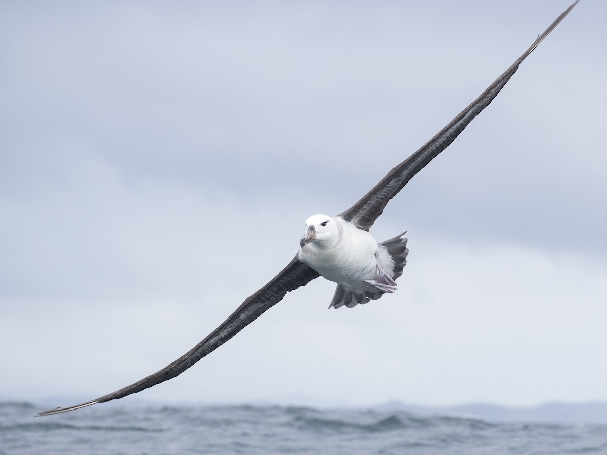 Albatros Ojeroso (melanophris) - ML621009383