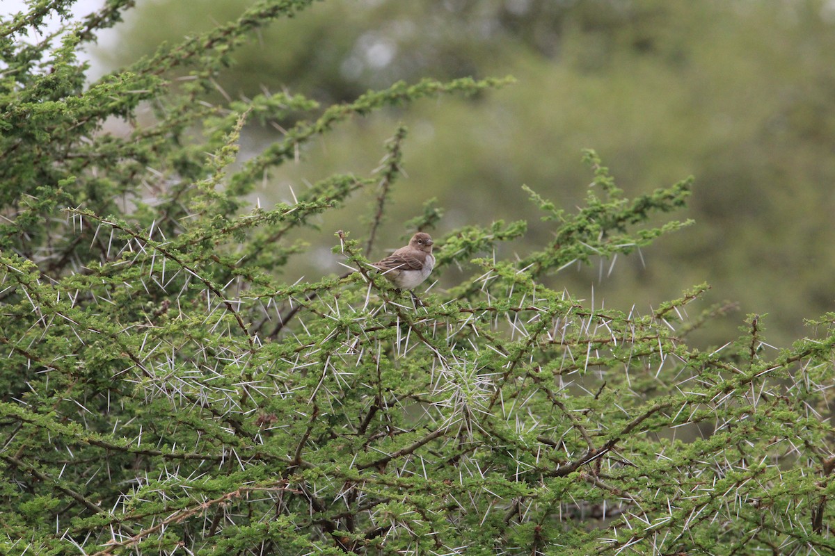 Yellow-spotted Bush Sparrow - Sundar Laks