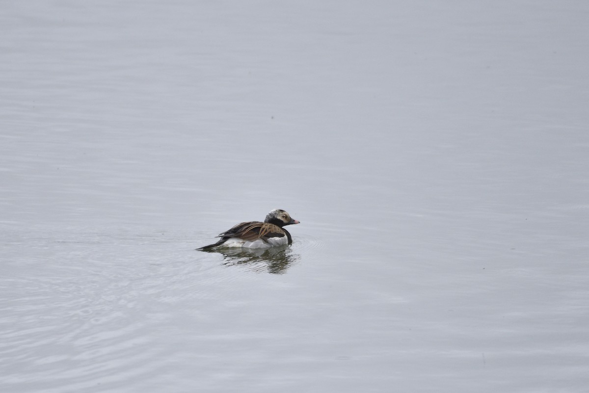 Long-tailed Duck - ML621009389
