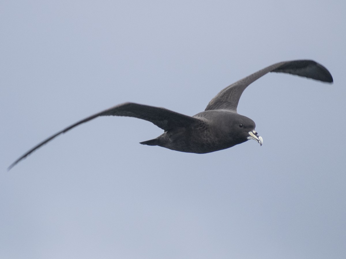 White-chinned Petrel - ML621009402