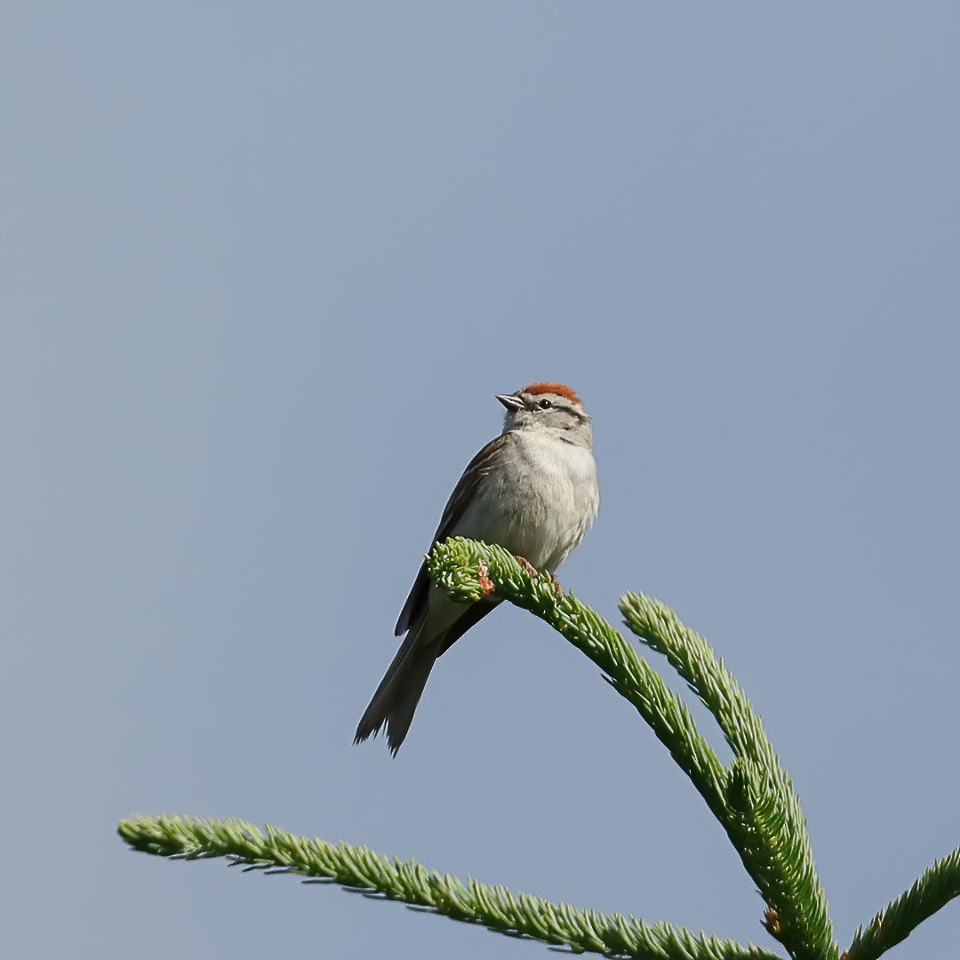 Chipping Sparrow - ML621009411