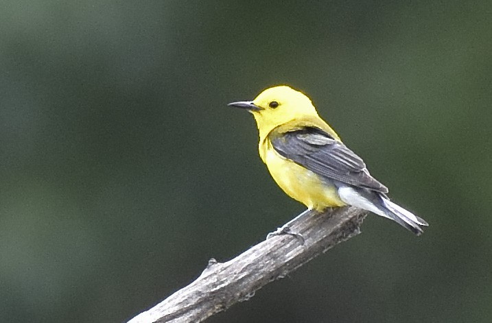 Prothonotary Warbler - ML621009423