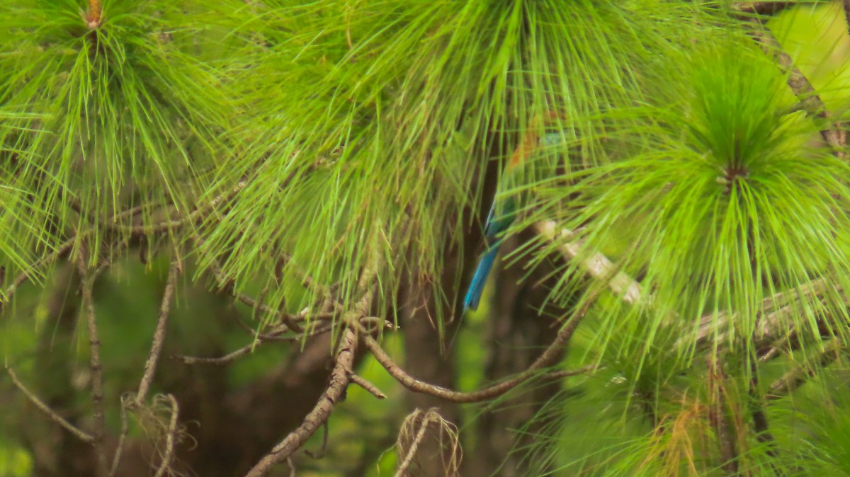 Rufous-crowned Bee-eater - ML621009430