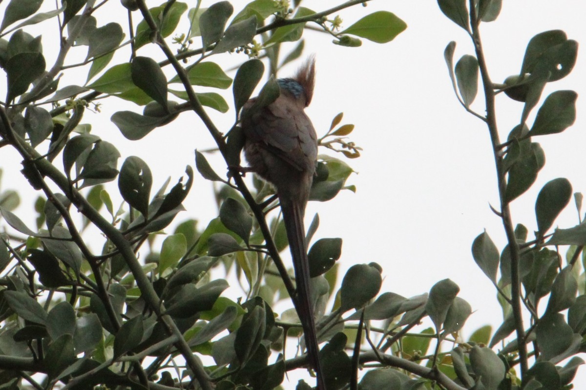 Blue-naped Mousebird - ML621009435