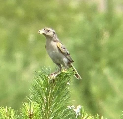 Grasshopper Sparrow - ML621009457