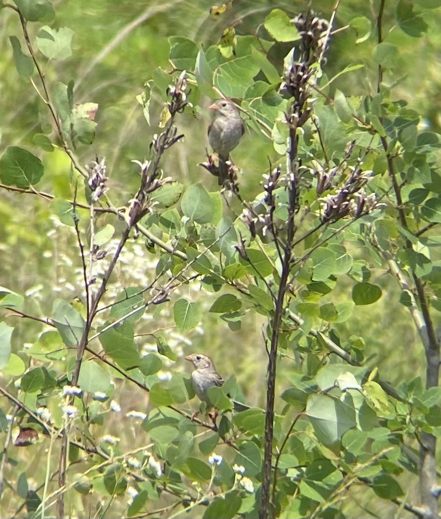 Field Sparrow - ML621009464