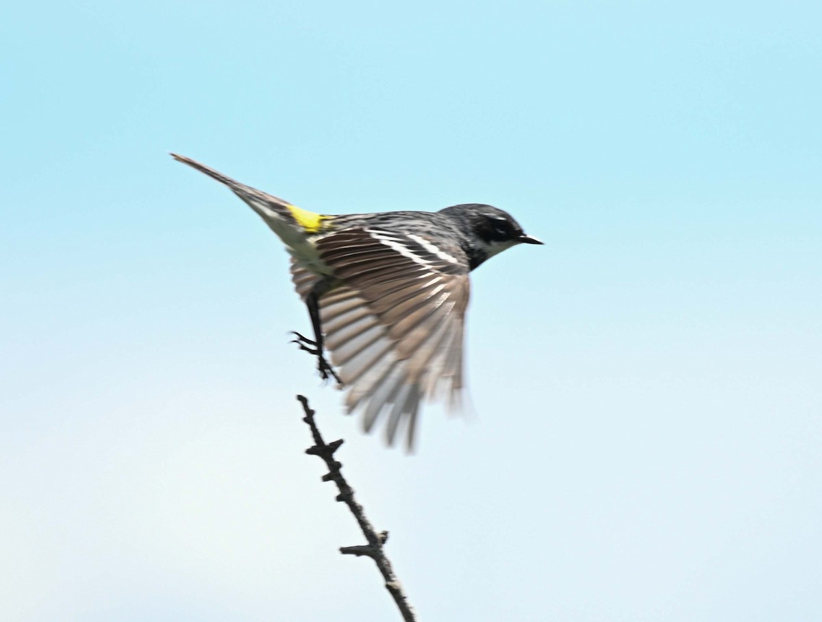 Yellow-rumped Warbler (Myrtle) - ML621009469