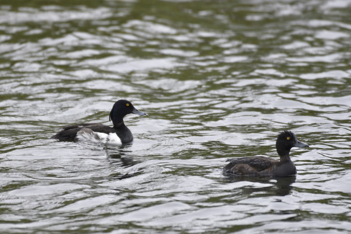 Tufted Duck - ML621009484