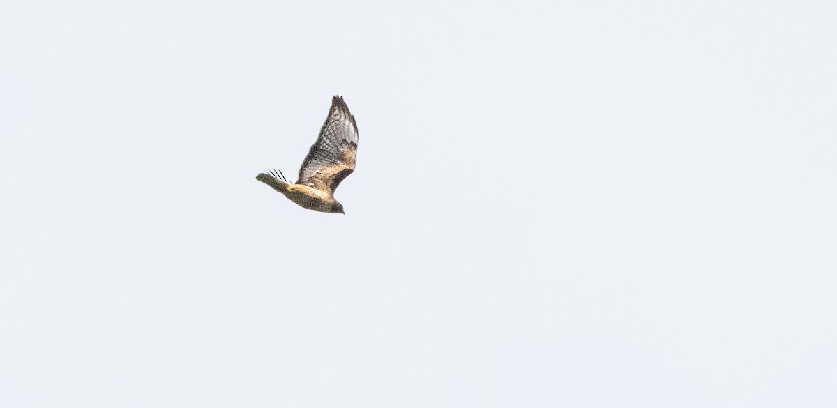 Red-tailed Hawk - ML621009500