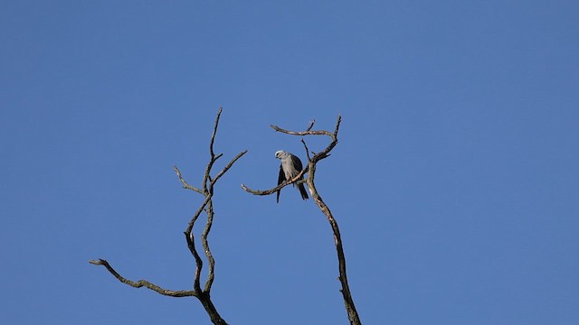 Mississippi Kite - ML621009518