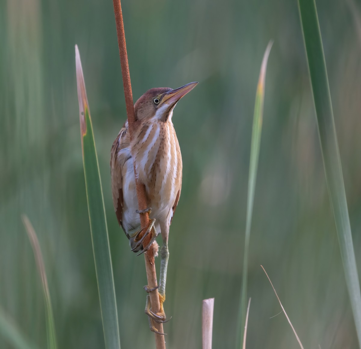 Least Bittern - ML621009534