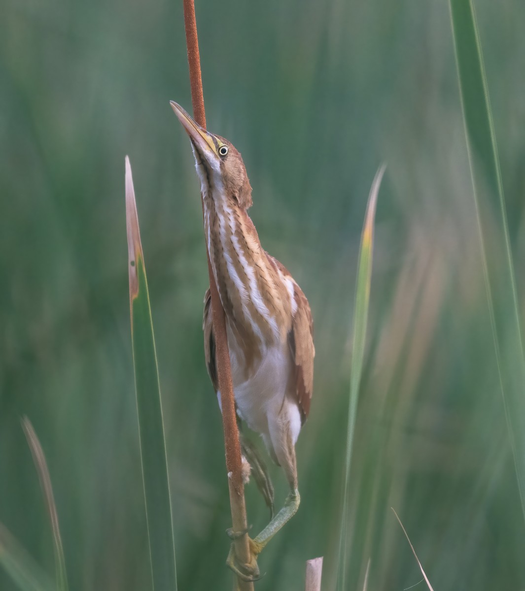 Least Bittern - ML621009535