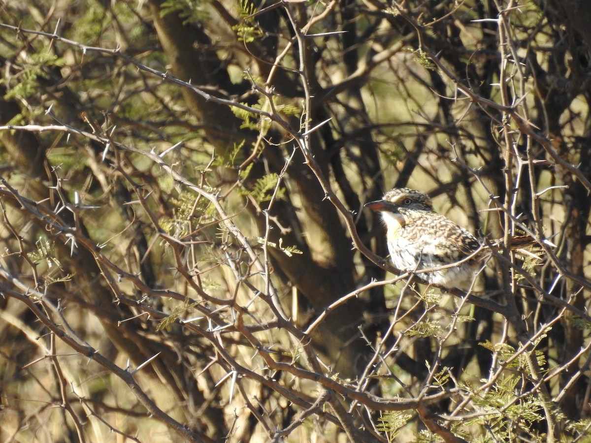 Spot-backed Puffbird (Chaco) - ML621009536