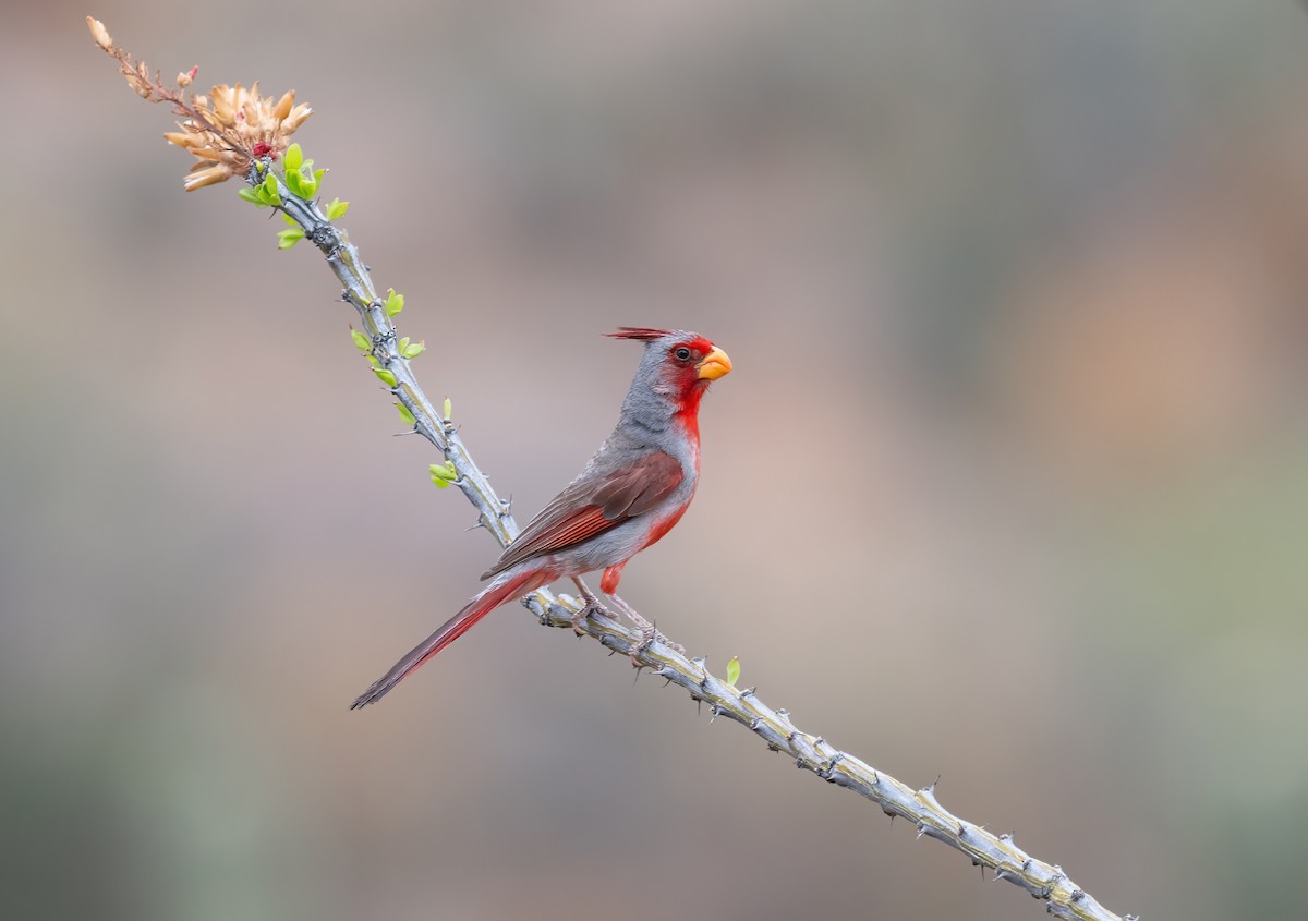 Pyrrhuloxia - ML621009585