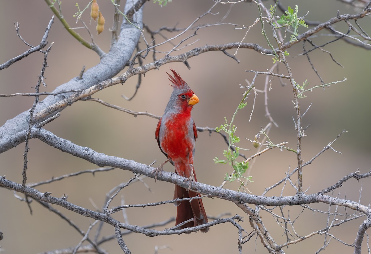 Pyrrhuloxia - ML621009586