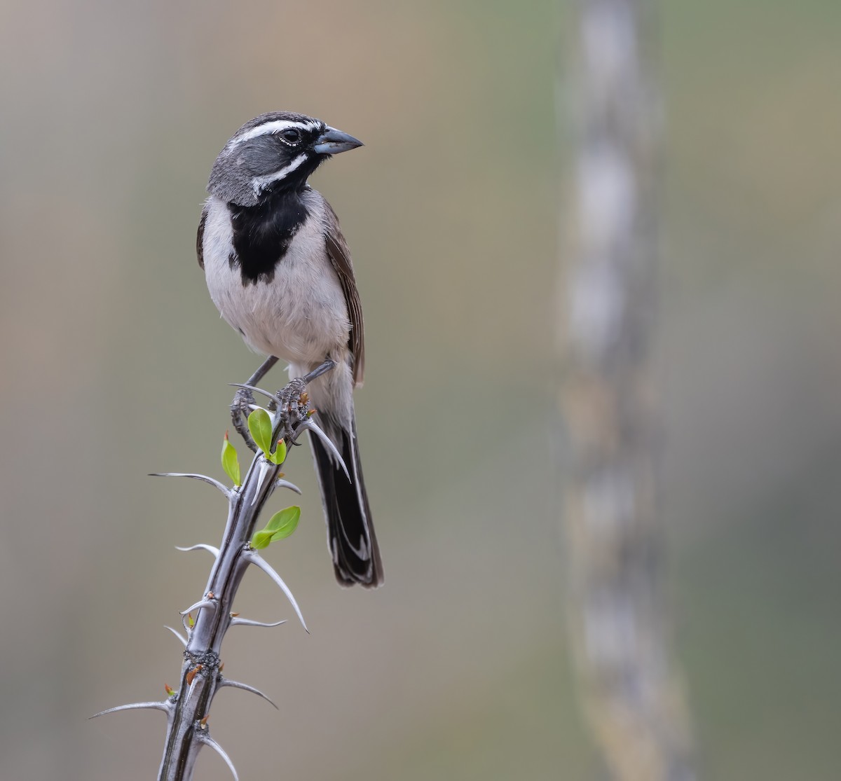 Black-throated Sparrow - ML621009590