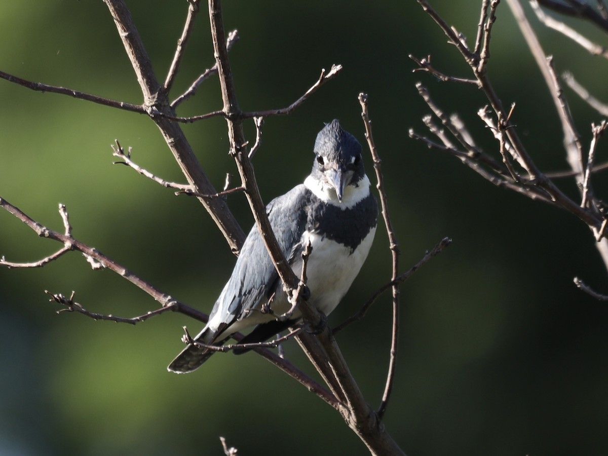 Belted Kingfisher - ML621009617