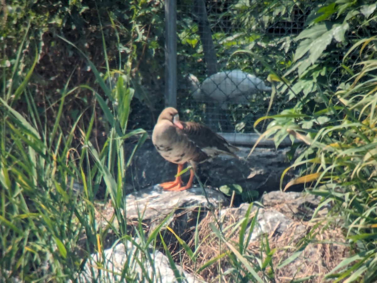 Greater White-fronted Goose - ML621009625