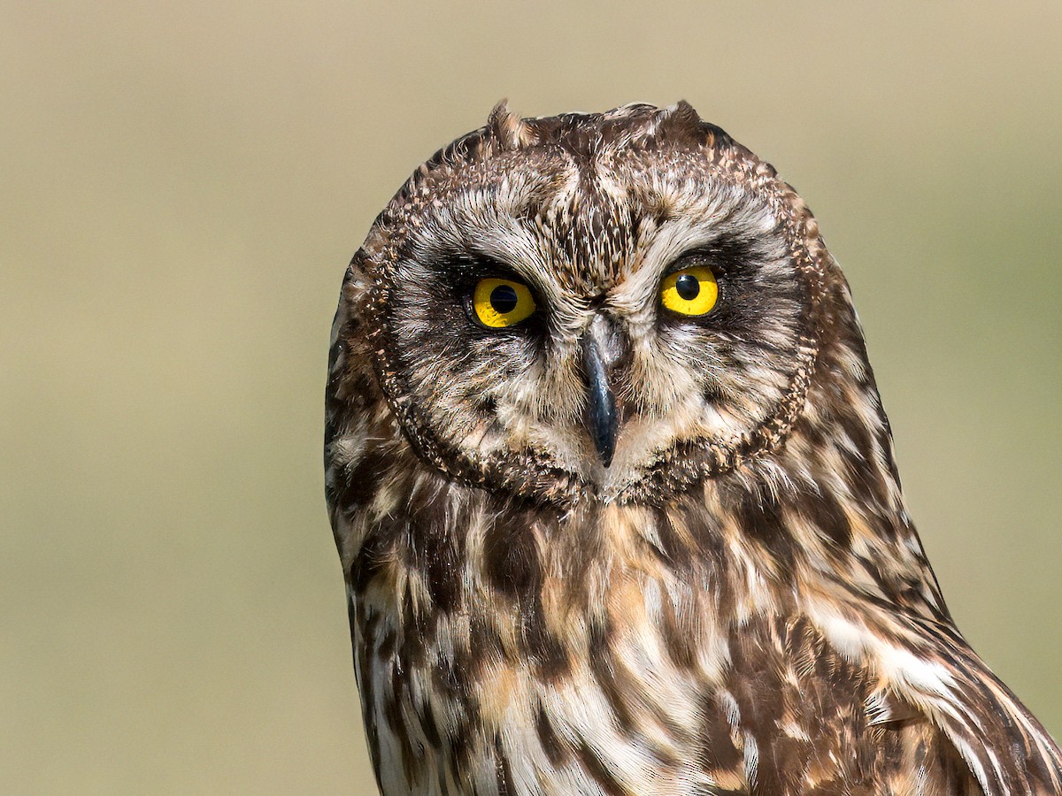 Short-eared Owl - ML621009627