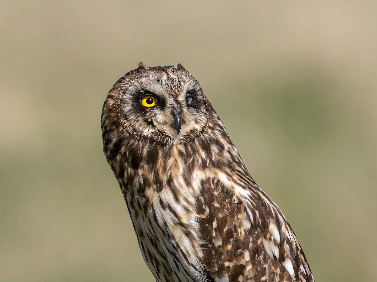 Short-eared Owl - ML621009628