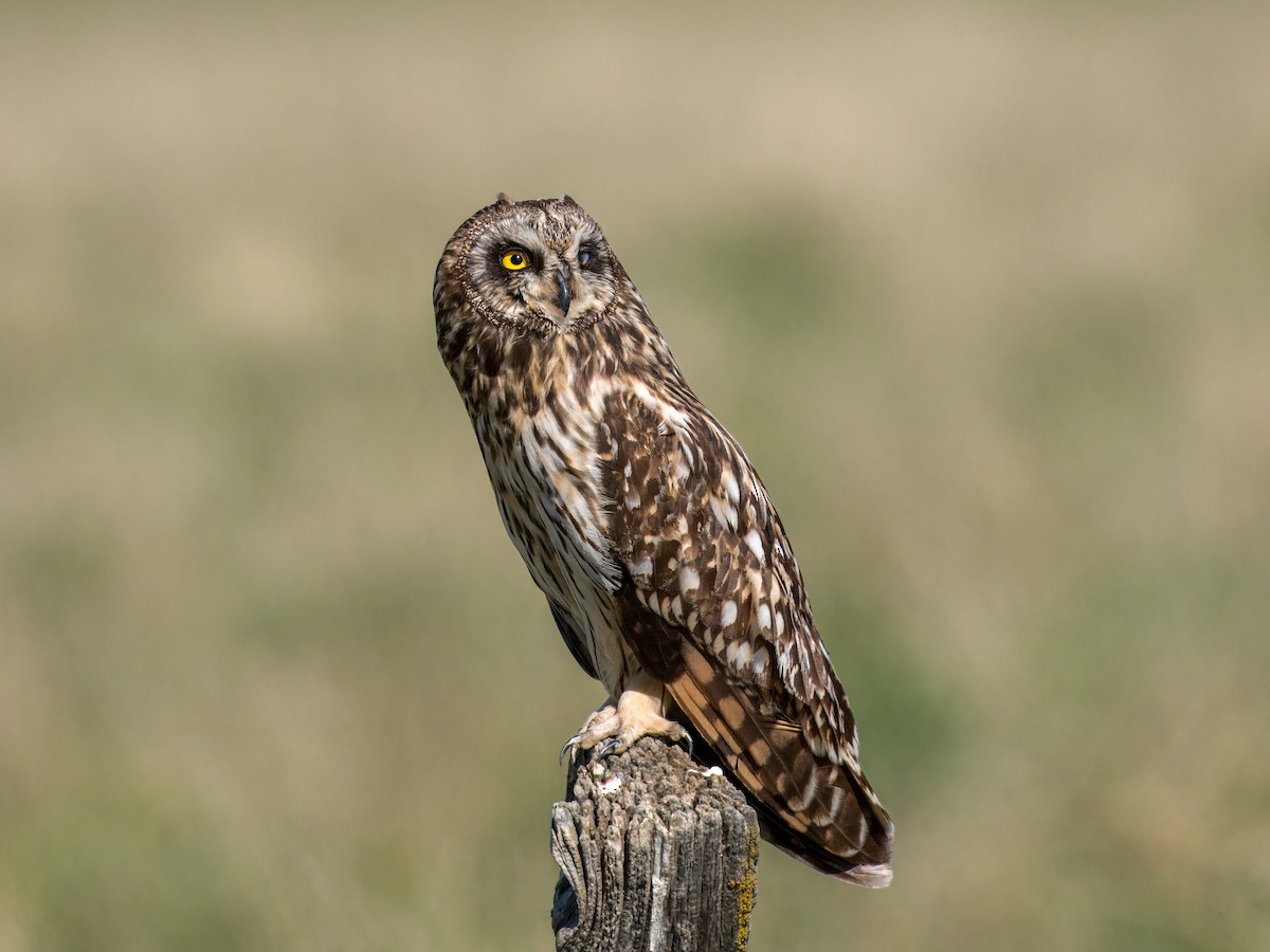 Short-eared Owl - ML621009631