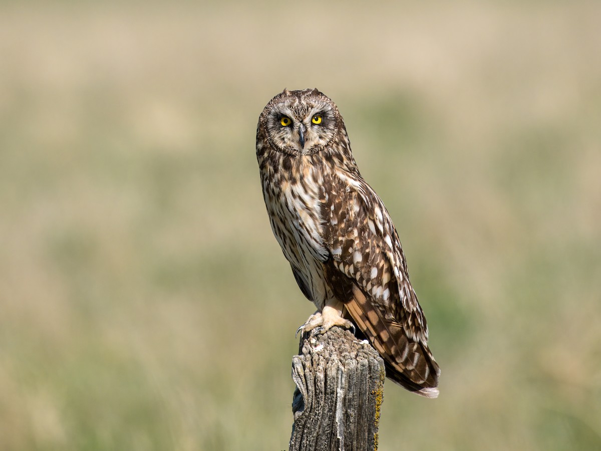 Short-eared Owl - ML621009632