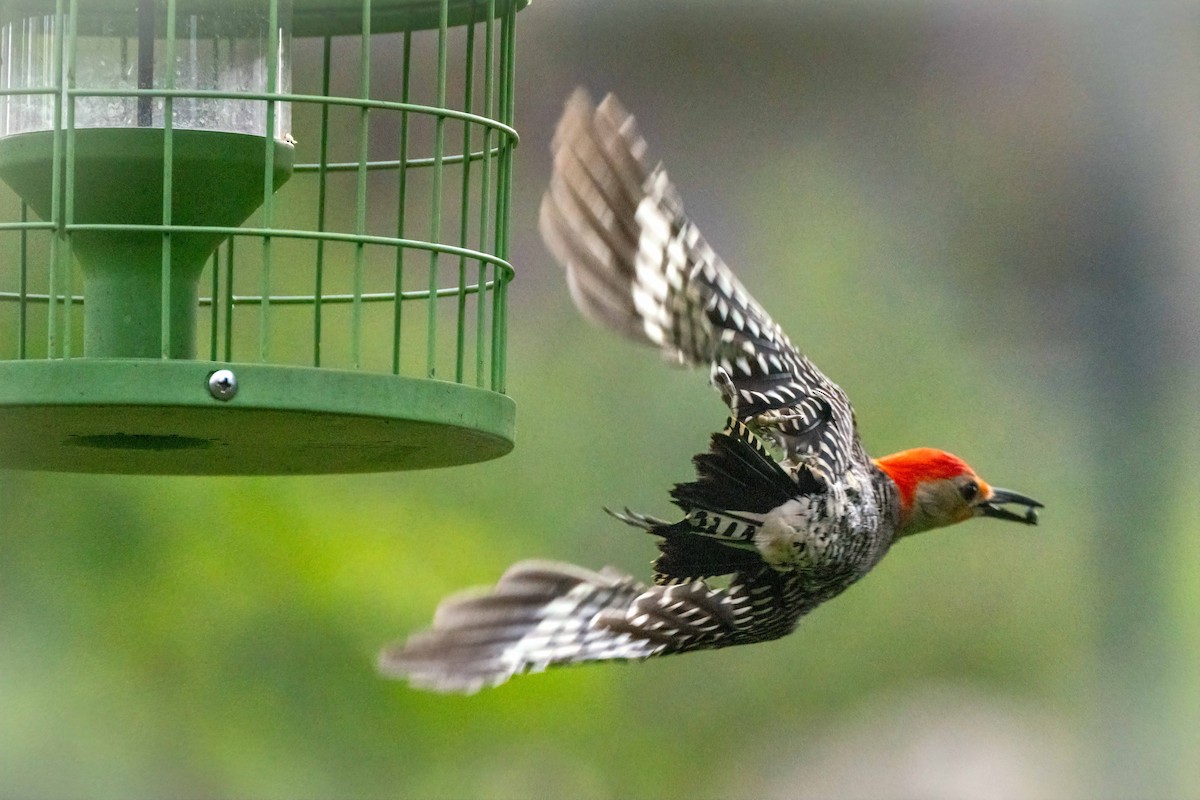 Red-bellied Woodpecker - ML621009638