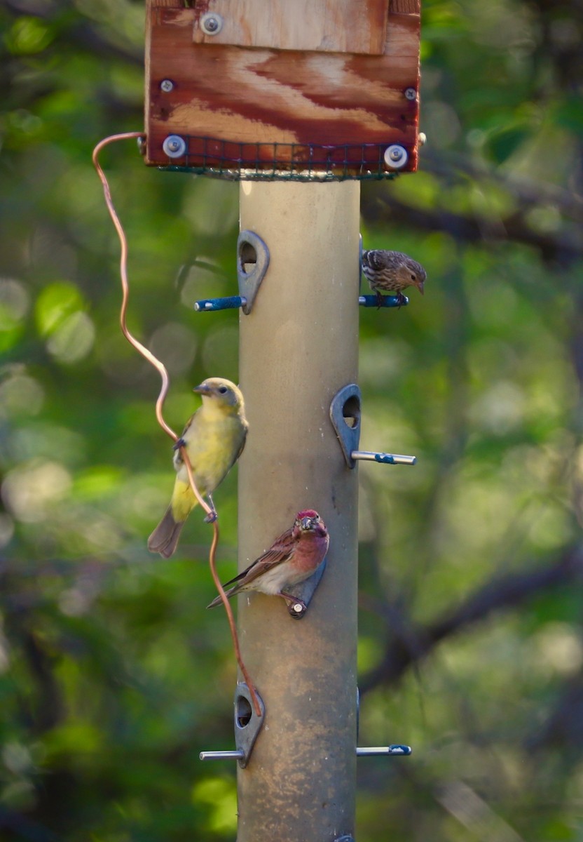 Cassin's Finch - John L