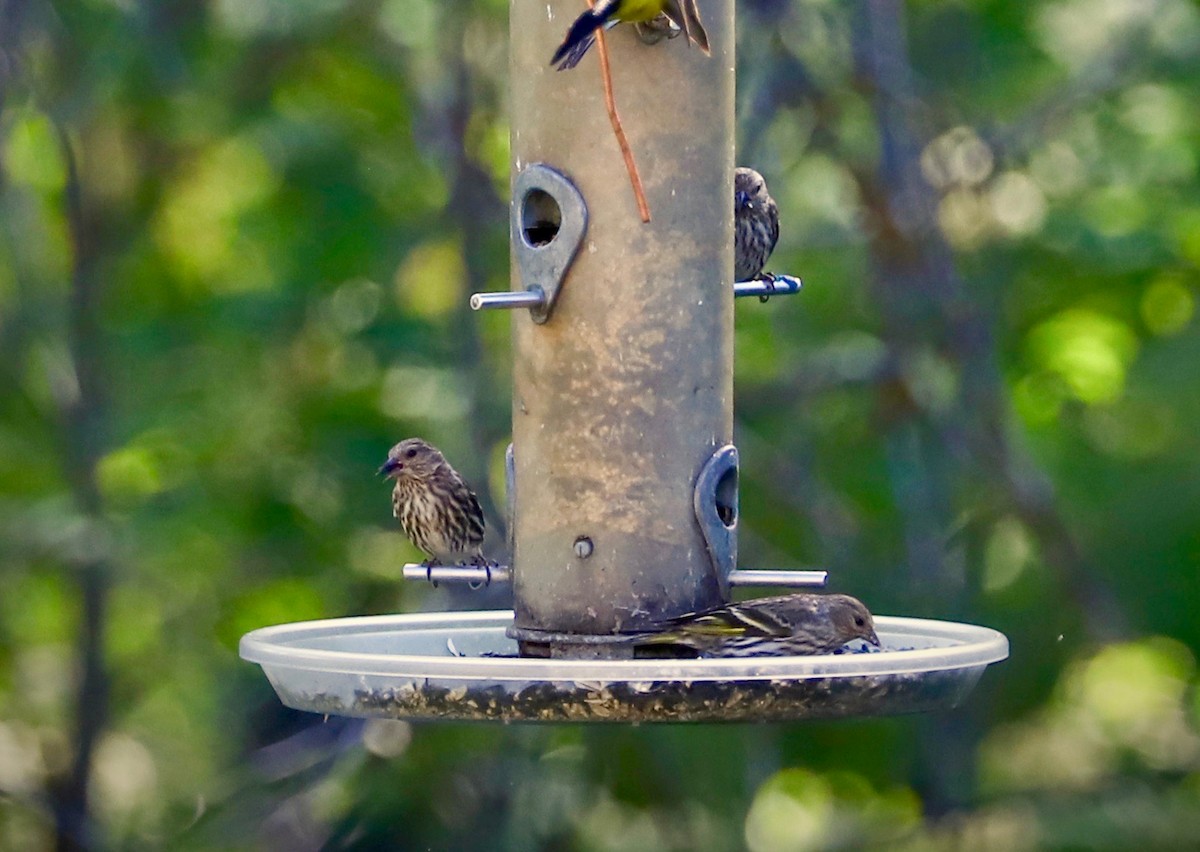 Pine Siskin - ML621009664