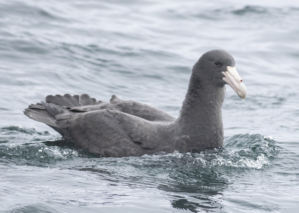 Southern Giant-Petrel - ML621009698