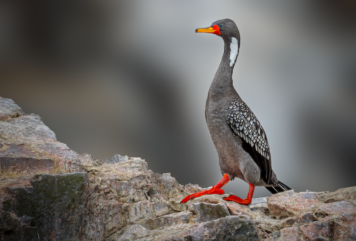 Red-legged Cormorant - ML621009708