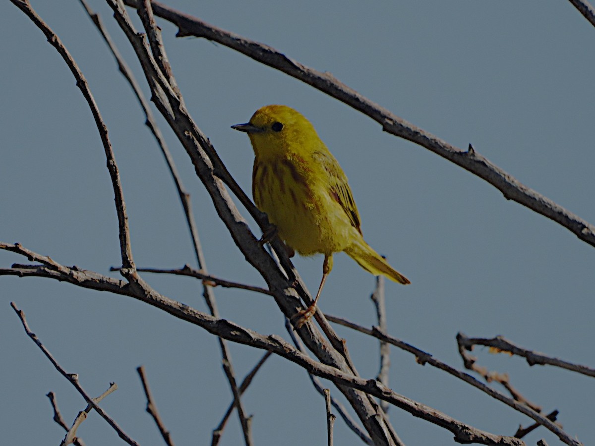 Yellow Warbler (Northern) - ML621009711