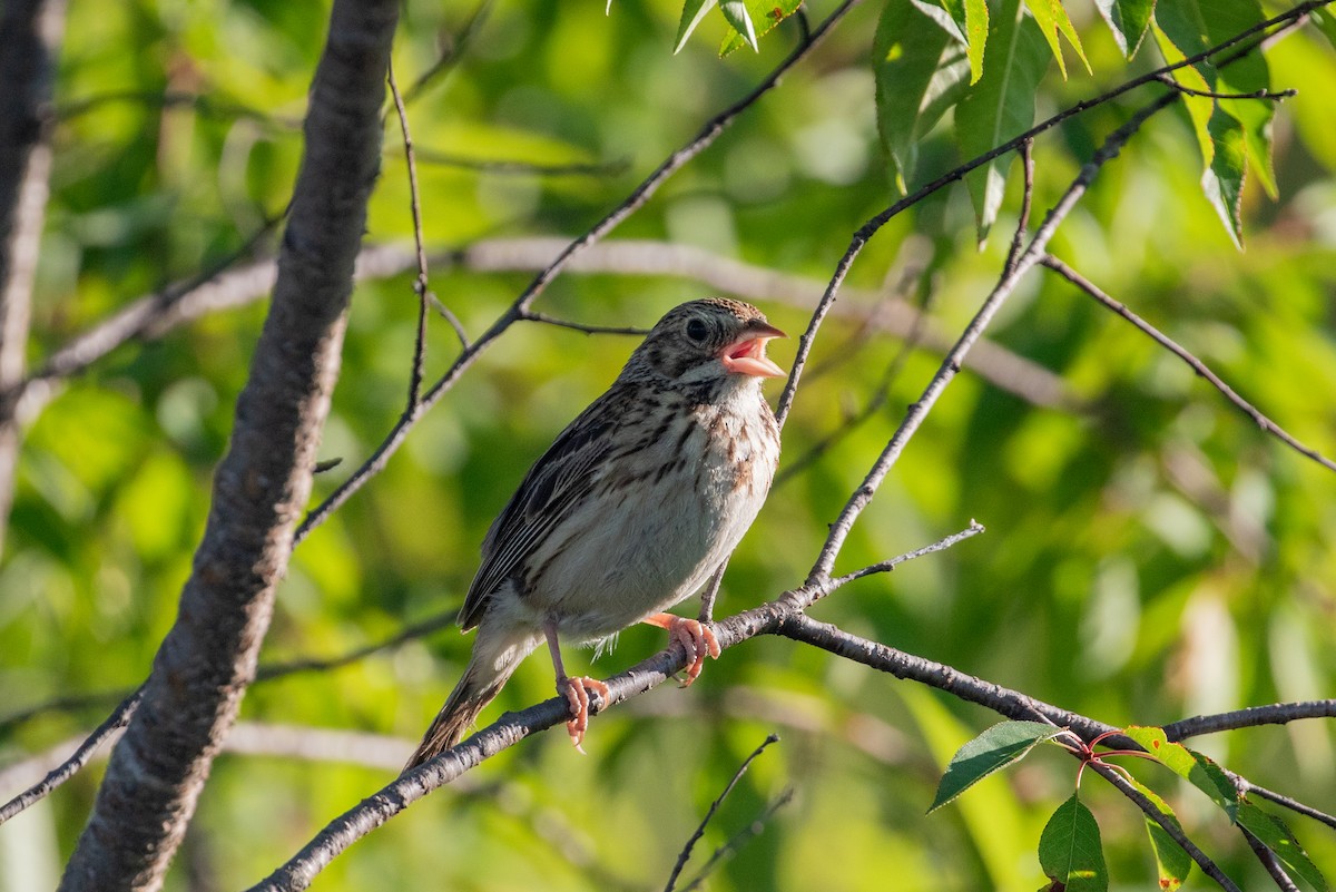 Grasshopper Sparrow - ML621009725