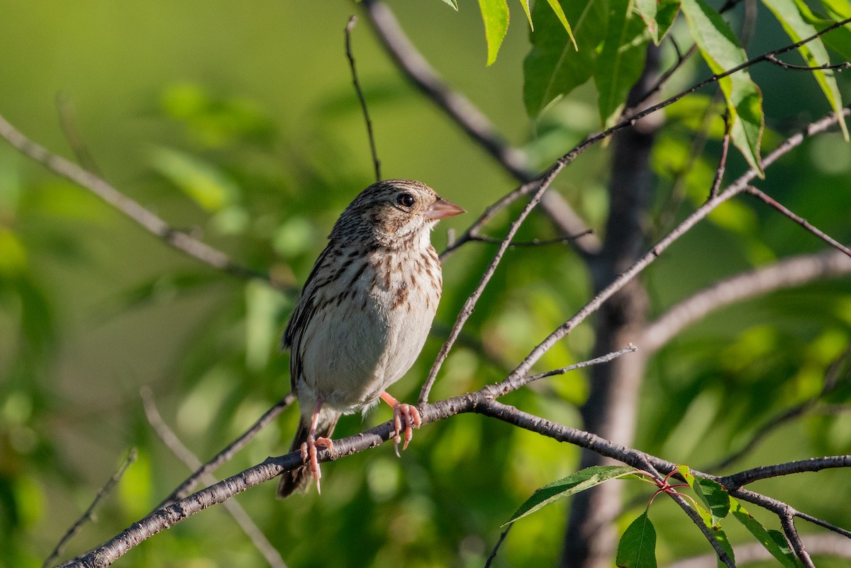 Grasshopper Sparrow - ML621009726