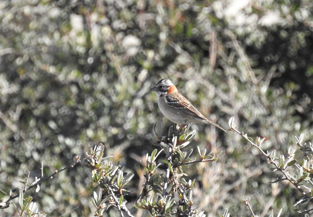 Rufous-collared Sparrow - ML621009729