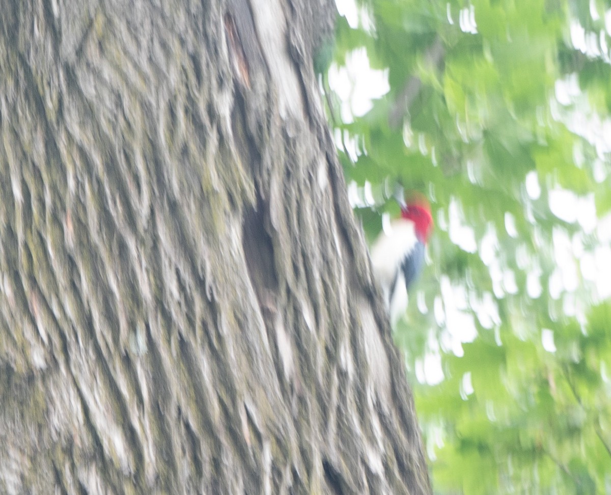 Red-headed Woodpecker - ML621009731