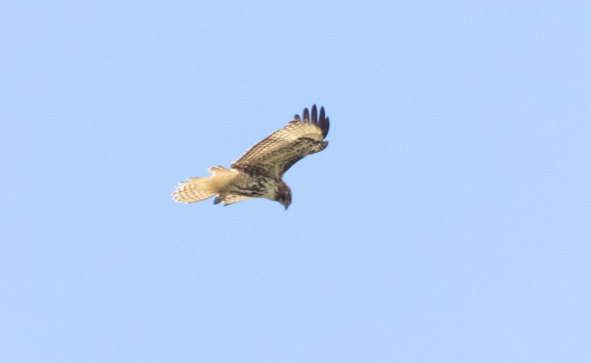Red-tailed Hawk - ML621009732