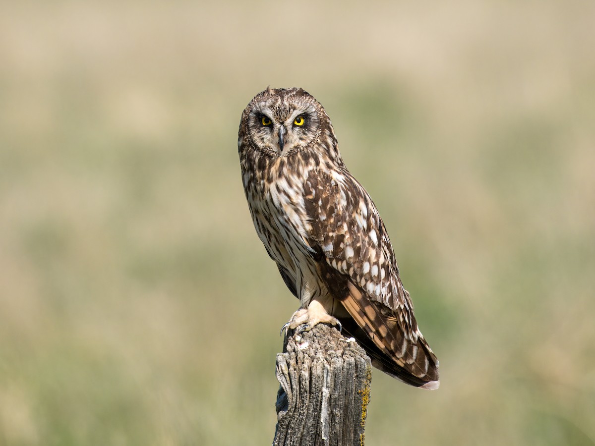 Short-eared Owl - ML621009735