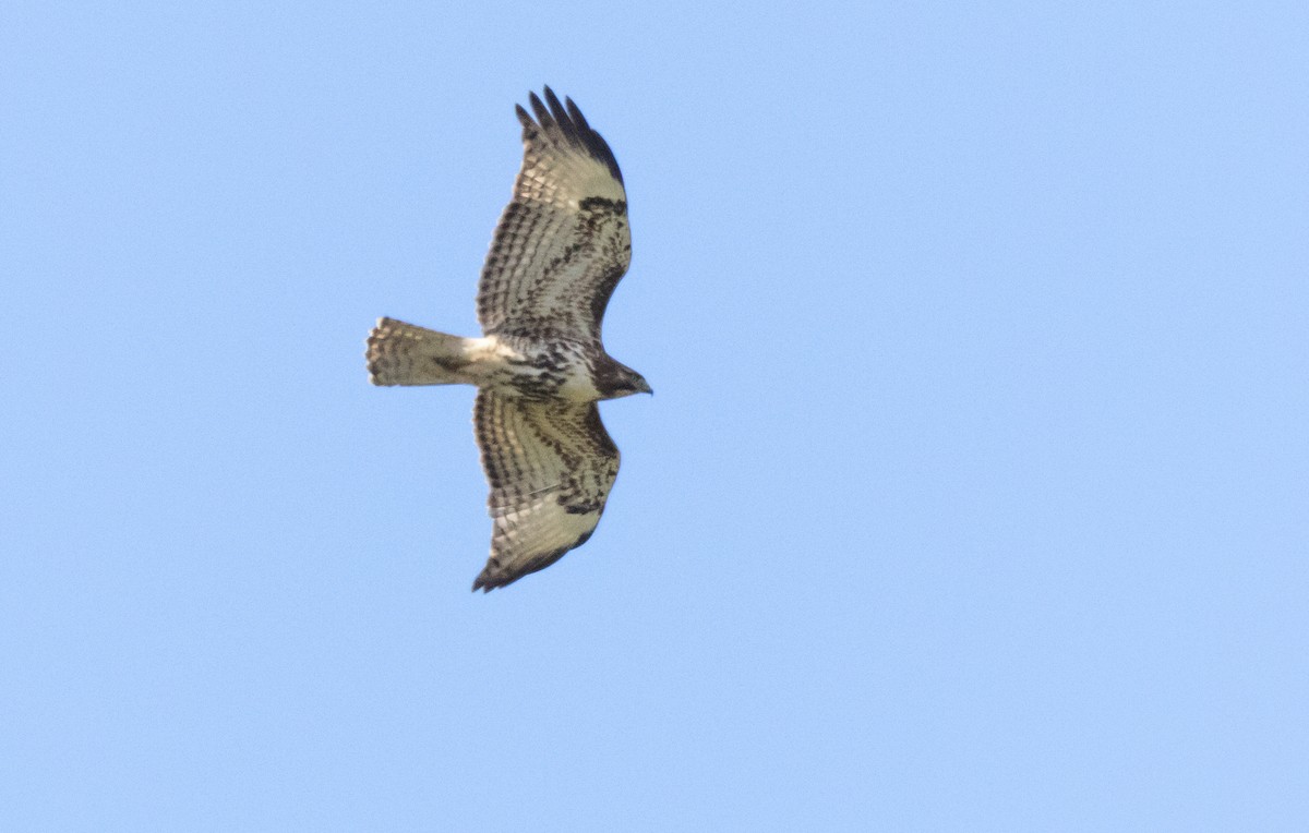 Red-tailed Hawk - ML621009737