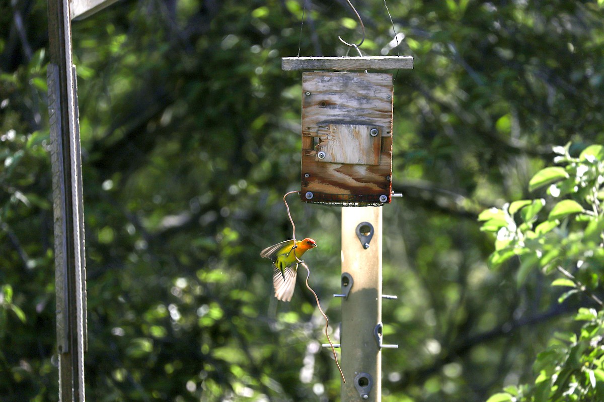 Western Tanager - ML621009761