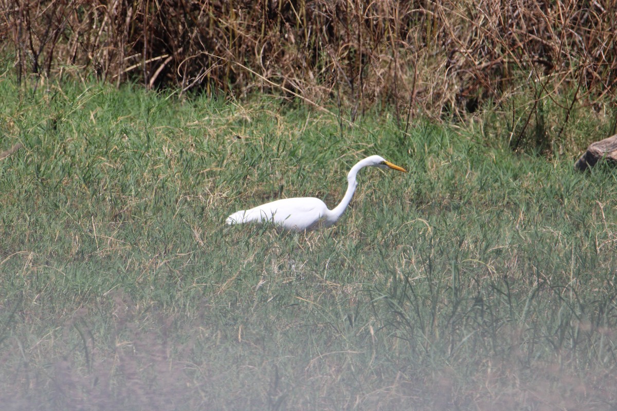 Great Egret - ML621009770