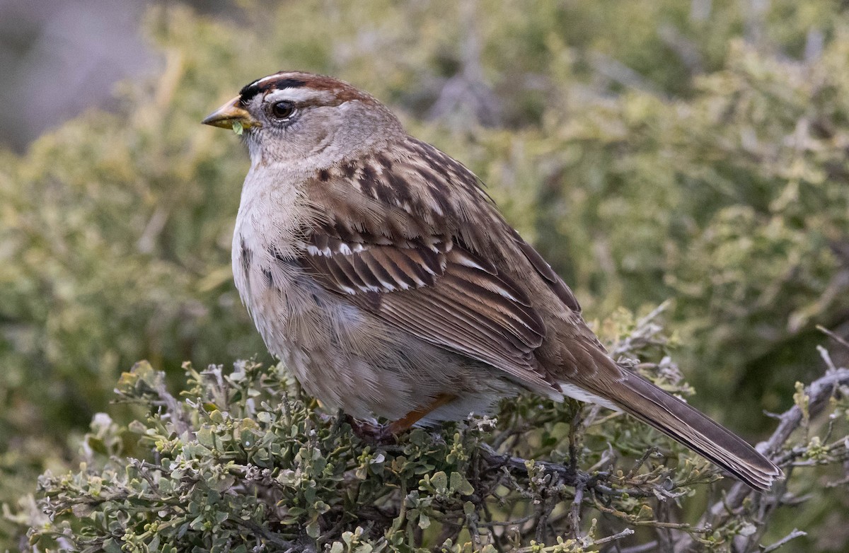 White-crowned Sparrow - ML621009773
